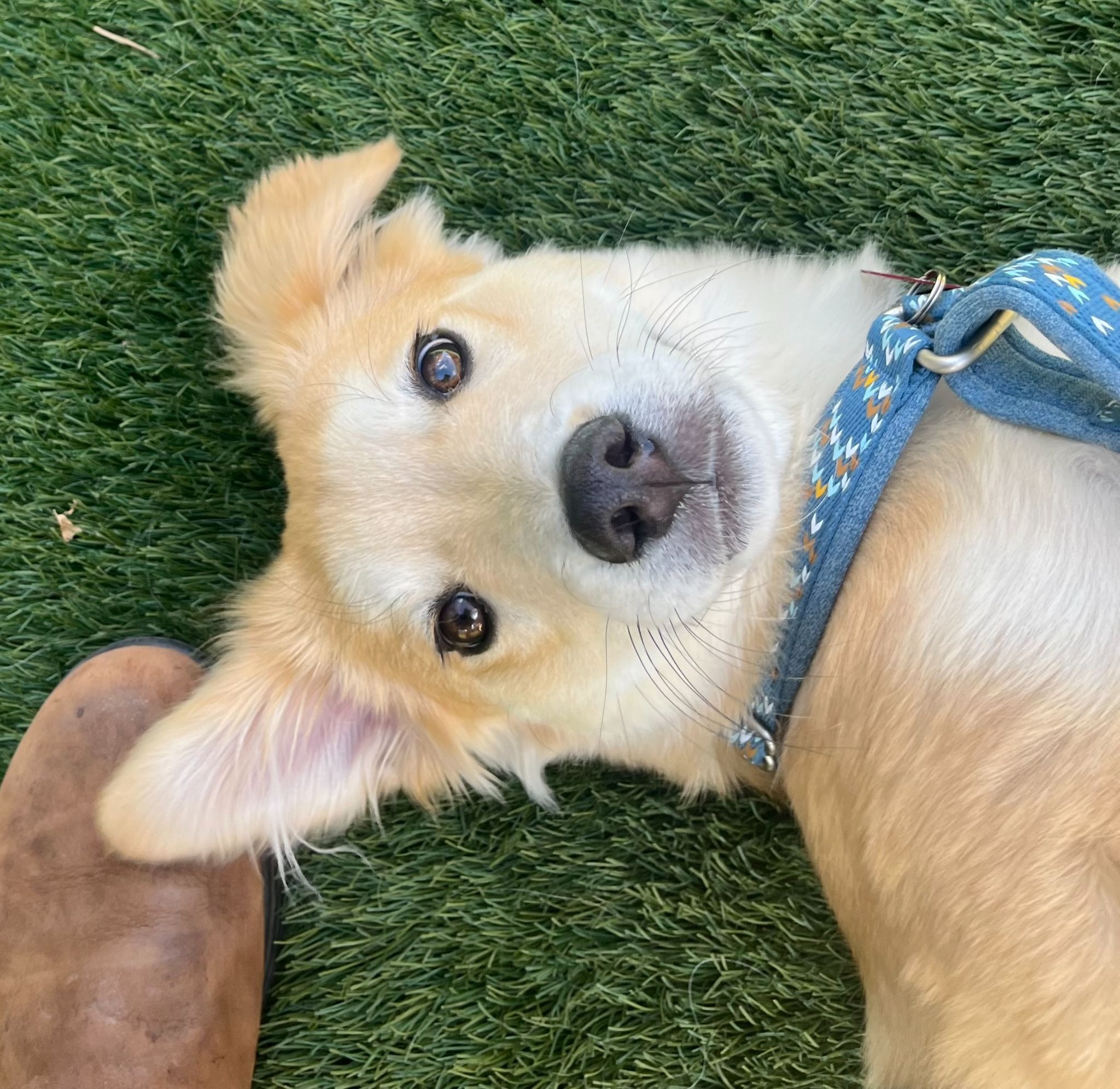how to prepare for dog training