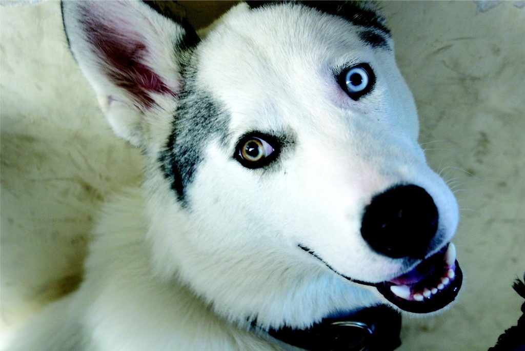dog training myths